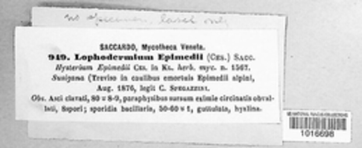 Lophodermium epimedii image